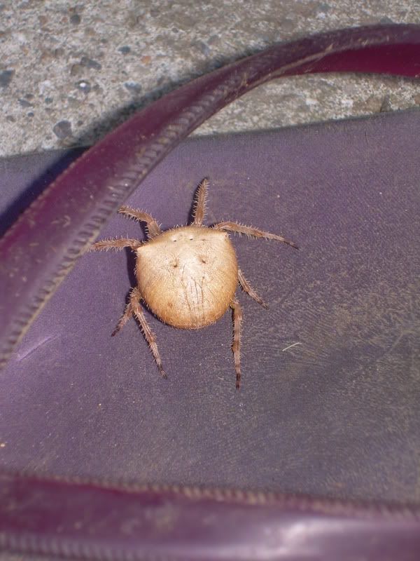 spider! photo DSCN3809.jpg